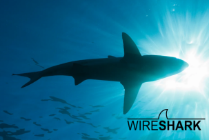 Packet Detective Returns: Wireshark 4.6.3 Lands With Security Fixes